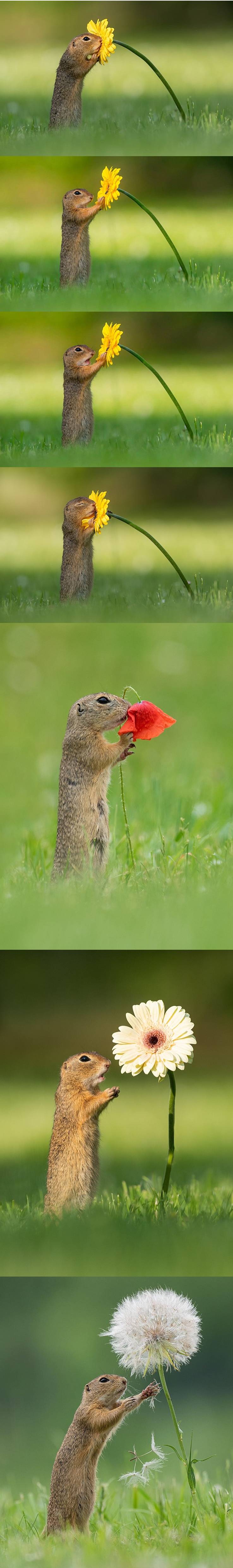 네덜란드 사진 작가가 찍은 꽃향기 맡는 다람쥐.jpg