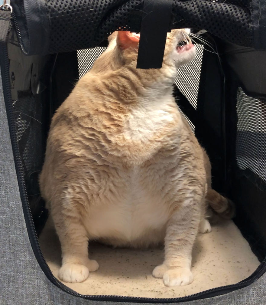 Couple-adopts-lovable-thumb-wielding-33-pound-cat-named-Bronson-and-share-his-weight-loss-journey-on-instagram-5b5761df5052a__880.jpg