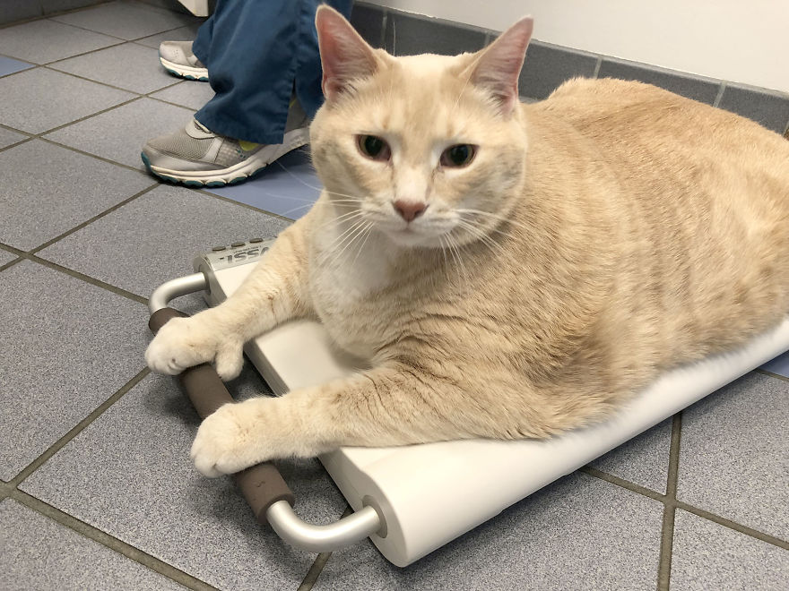 Couple-adopts-lovable-thumb-wielding-33-pound-cat-named-Bronson-and-share-his-weight-loss-journey-on-instagram-5b5761e316e28__880.jpg