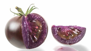 ‘항산화물질 10배’ 보라색 GMO 토마토