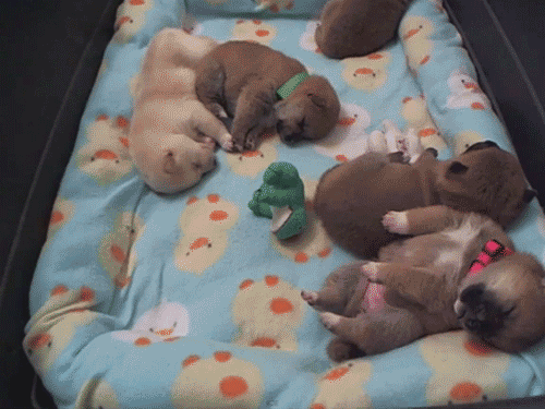 sleeping-shiba-inu-puppies.gif