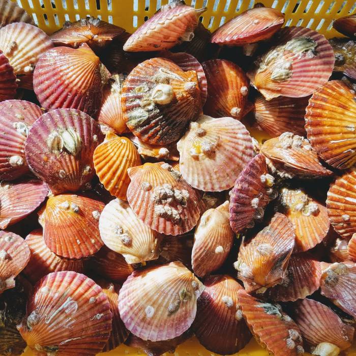 hong_scallop_5kg.jpg